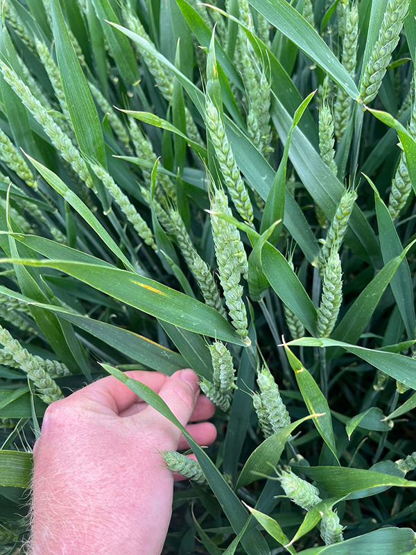 Hvede med begyndende gulrust